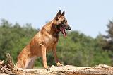 MALINOIS 748